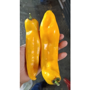 Aji cacho de Peru entero fresco 1K